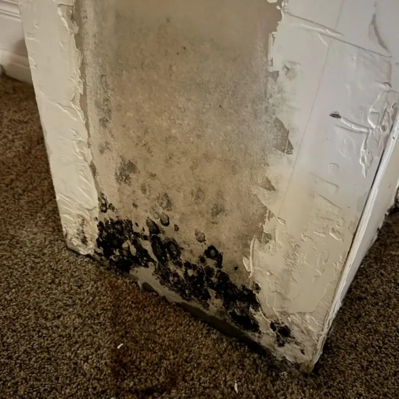 Professional Mold Removal in Taft, CA